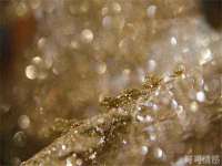 苏州二进制网络信息技术有限公司