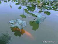 苏州二进制网络信息技术有限公司