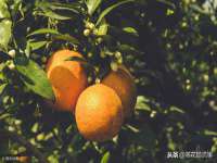 苏州二进制网络信息技术有限公司