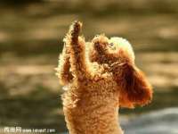 苏州二进制网络信息技术有限公司
