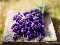 苏州二进制网络信息技术有限公司