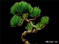 苏州二进制网络信息技术有限公司